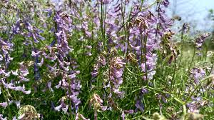 Attēlu rezultāti vaicājumam “Vicia tenuifolia flower”