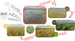 Attēlu rezultāti vaicājumam “Calliergon megalophyllum”