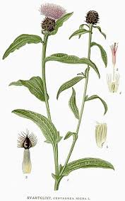 Image result for Centaurea nigra