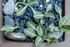 Attēlu rezultāti vaicājumam “Goodyera repens fruit”