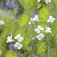 Image result for Lunaria annua