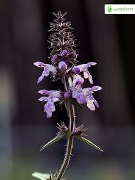 Attēlu rezultāti vaicājumam “Stachys palustris fruit”