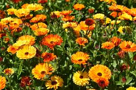 Attēlu rezultāti vaicājumam “Calendula officinalis flower”