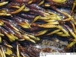 Attēlu rezultāti vaicājumam “Calliergon trifarium”