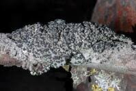 Attēlu rezultāti vaicājumam “Mycoblastus sanguinarius”