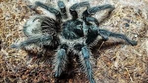 Znalezione obrazy dla zapytania Grammostola grossa