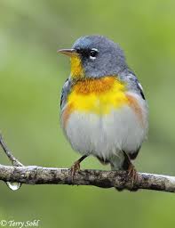 Image result for Parula americana