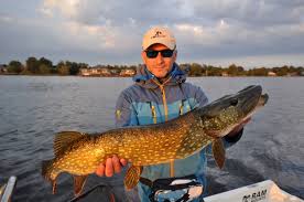 Image result for vissen