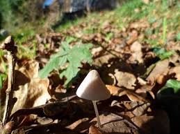 Attēlu rezultāti vaicājumam “Mycena filopes”