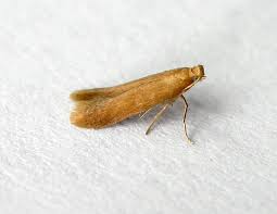 Attēlu rezultāti vaicājumam “Tischeria ekebladella”