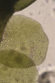 Attēlu rezultāti vaicājumam “Odontoschisma denudatum”