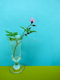 Attēlu rezultāti vaicājumam “Geranium robertianum fruit”