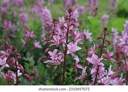 Image result for Diptam