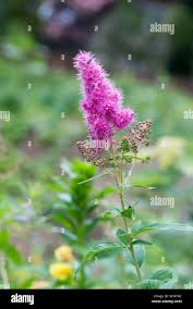 Attēlu rezultāti vaicājumam “Spiraea salicifolia”