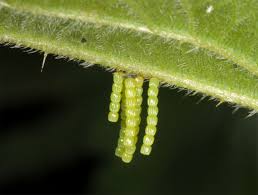 Attēlu rezultāti vaicājumam “Araschnia levana larva”