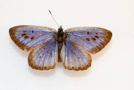 Attēlu rezultāti vaicājumam “Phengaris arion upperside”