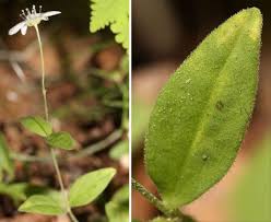 Attēlu rezultāti vaicājumam “Moehringia lateriflora flower”
