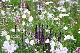 Image result for Malva moschata alba