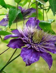 Attēlu rezultāti vaicājumam “Clematis flower”