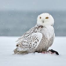 Image result for Bubo scandiacus