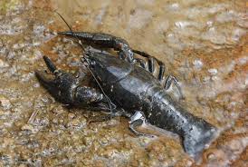 Attēlu rezultāti vaicājumam “Astacus astacus”