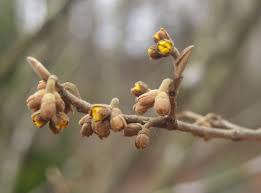 Attēlu rezultāti vaicājumam “Hamamelis japonica bud”