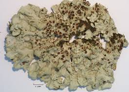 Attēlu rezultāti vaicājumam “Lobaria amplissima”