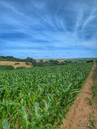 Image result for Withiel