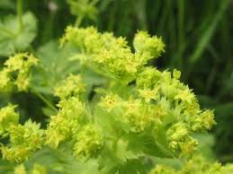 Attēlu rezultāti vaicājumam “Alchemilla vulgaris aggr. flower”
