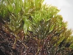 Attēlu rezultāti vaicājumam “Tortula subulata”