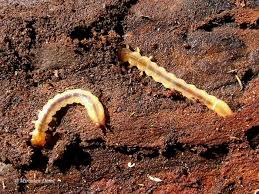 Attēlu rezultāti vaicājumam “Pyrochroidae larva”