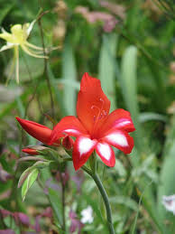 Attēlu rezultāti vaicājumam “Gladiolus imbricatus flower”