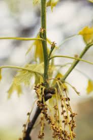 Attēlu rezultāti vaicājumam “Quercus rubra flower”