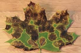 Attēlu rezultāti vaicājumam “Rhytisma acerinum”