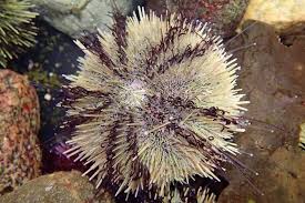 Image result for Strongylocentrotus droebachiensis