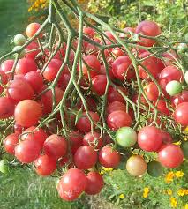 Afbeeldingsresultaat voor rose quartz tomato