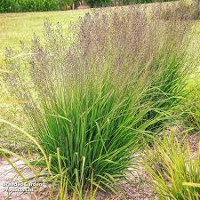 Attēlu rezultāti vaicājumam “Molinia caerulea fruit”