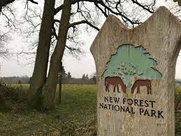 Image result for New Forest/Waterside