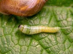 Attēlu rezultāti vaicājumam “Leucochloridium paradoxum larva”