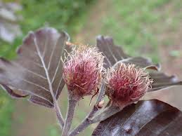 Attēlu rezultāti vaicājumam “Fagus sylvatica fruit”