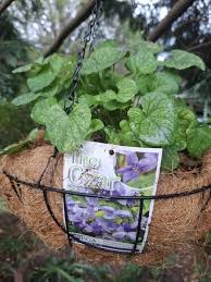 Attēlu rezultāti vaicājumam “Viola uliginosa leaf”