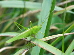 Attēlu rezultāti vaicājumam “Phaneroptera falcata”