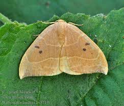 Attēlu rezultāti vaicājumam “Watsonalla binaria”