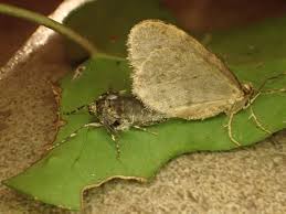 Attēlu rezultāti vaicājumam “Operophtera”