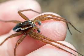 Attēlu rezultāti vaicājumam “Dolomedes fimbriatus”