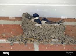 Attēlu rezultāti vaicājumam “Delichon urbicum nest”