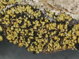 Attēlu rezultāti vaicājumam “Hypocenomyce friesii”