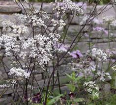 Attēlu rezultāti vaicājumam “Anthriscus”