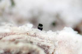 Attēlu rezultāti vaicājumam “Microcalicium disseminatum”