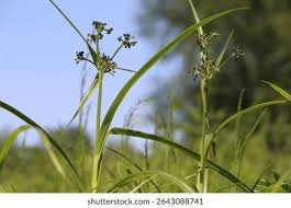 Attēlu rezultāti vaicājumam “Scirpus sylvaticus flower”